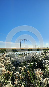 Vertical shot of common cottongrass (Eriophorum angustifolium) field by a lake