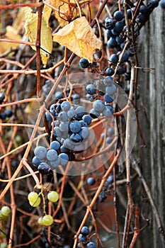 Vertical shot of a common grape vine & x28;Vitis vinifera& x29; on the blurred background