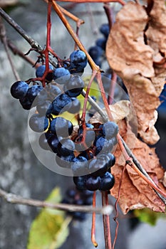 Vertical shot of a common grape vine (Vitis vinifera) on the blurred background