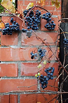 Vertical shot of a common grape vine (Vitis vinifera) with a brick wall in the background