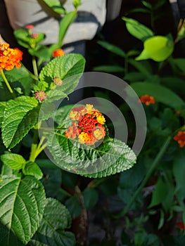 Vertical shot of common lantanas blossoming in the garden