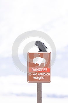 Vertical shot of a common raven perched on a danger sign in a field covered in the snow