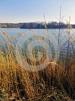 Vertical shot of common reed growing next to a lake in Jelenia GÃ³ra, Poland.