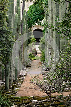 Vertical shot of a concrete pathway in Jardin Etnobotanico garden in Oaxaca, Mexico photo