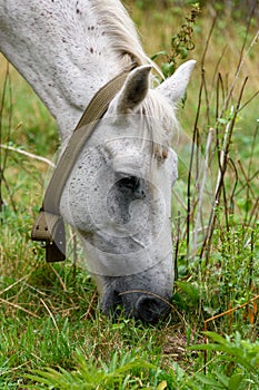Vertical shot of a Connemara Pony grazing in the grass on the farm