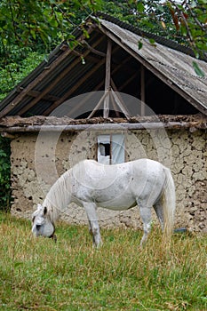 Vertical shot of a Connemara Pony grazing in the grass on the farm