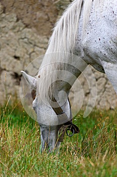 Vertical shot of a Connemara Pony grazing in the grass on the farm