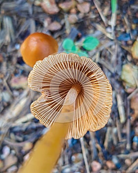 Vertical shot of a Conocybe tenera in a forest during the day