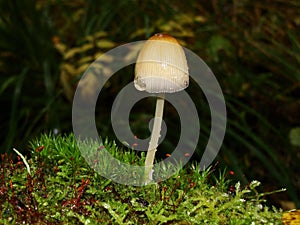 Vertical shot of a coprinopsis picacea mushroom in nature. Coprinopsis atramentaria