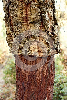 Vertical shot of a cork bark