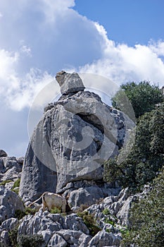 Vertical shot of a cow grazing by a cliff surrounded by massive rocks