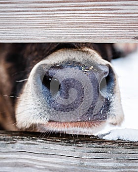 Vertical shot of a cow nose behind the fence in the farm