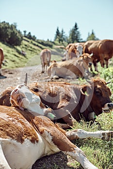 Vertical shot of cows laying on the grass and resting under the sun