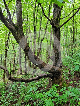 Vertical shot of a creepy old tree in a green forest path in Nova Scotia, Canada