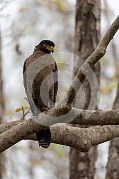 Vertical shot of a Crested serpent eagle perched on a tree branch