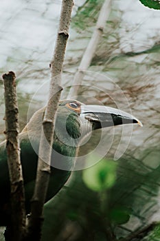 Vertical shot of a Crimson-rumped toucanet on a tree