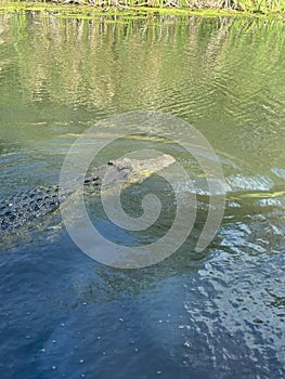 Vertical shot of a crocodile (Crocodilia ) swimming in a lake in tropical North Queesnland