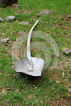 Vertical shot of curve shovel on a green grass