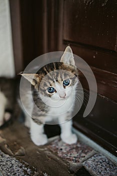Vertical shot of a cute baby kitten staring into the camera with sad blue eyes