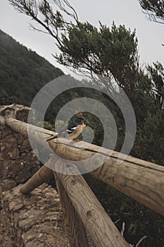 Vertical shot of a cute bird standing on a wooden stick surrounded by a green scenery
