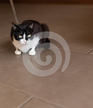 Vertical shot of a cute black and white cat on a tiled brown floor