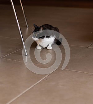 Vertical shot of a cute black and white cat on a tiled brown floor