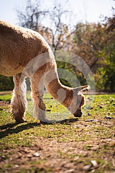 Vertical shot of a cute brown Alpaca (Vicugna pacos) grazing at a farm on a sunny day