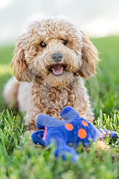 Vertical shot of a cute Cavapoo dog with a blue toy in a park