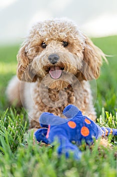 Vertical shot of a cute Cavapoo dog with a blue toy in a park