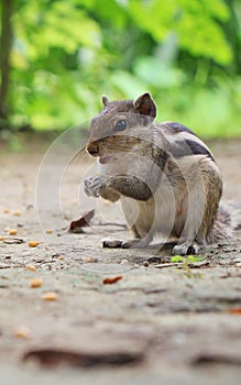 Vertical shot of a cute chipmunk enjoying a snack of nuts in a park setting