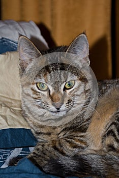 Vertical shot of a cute European shorthair cat with green eyes looking at the camera