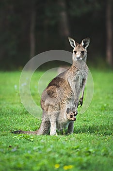 Vertical shot of a cute fluffy kangaroo and her baby walking along the grass in Coombabah Park photo