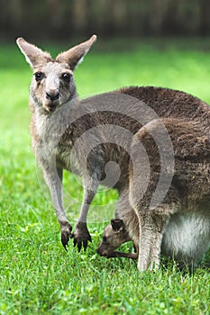 Vertical shot of a cute fluffy kangaroo and her baby walking along the grass in Coombabah Park photo