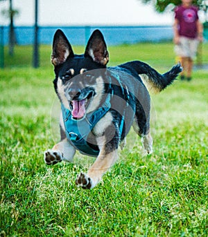 Vertical shot of a cute german shepherd puppy running in a field