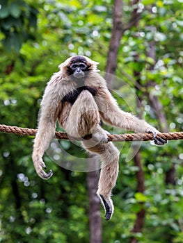 Vertical shot of a cute Gibbon (Hylobatidae) sitting on a rope with trees in the background