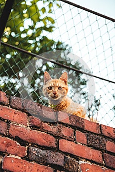 Vertical shot of a cute ginger cat on the wall in a park