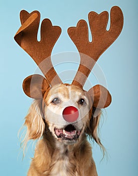 Vertical shot of a cute golden retriever with reindeer antlers and a red nose on a blue background