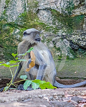Vertical shot of a cute gray languor in a jungle