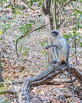 Vertical shot of a cute gray languor in a jungle photo