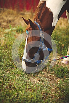 Vertical shot of a cute grazing horse at a stable in Ontario, Canada on the blurred background