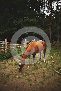 Vertical shot of a cute grazing horse at a stable in Ontario, Canada on the blurred background