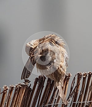 Vertical shot of a cute house sparrow ruffling its feathers sitting under the sun