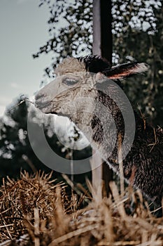 Vertical shot of a cute Huacaya alpaca eating dry grass