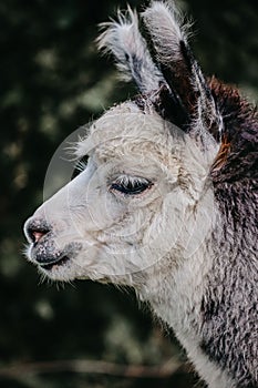 Vertical shot of a cute Huacaya alpaca looking away