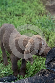 Vertical shot of a cute little brown puppy dog playing outside in a sunny green field of grass