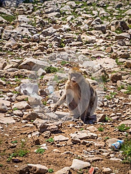 Vertical shot of a cute Macaca Sylvanus Berber Monkey in Morocco