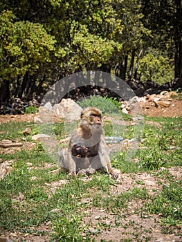 Vertical shot of a cute Macaca Sylvanus Berber Monkey in Morocco