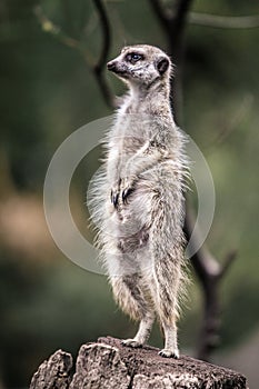 Vertical shot of a cute Meerkat standing on a tree stump in the Melbourne Zoo