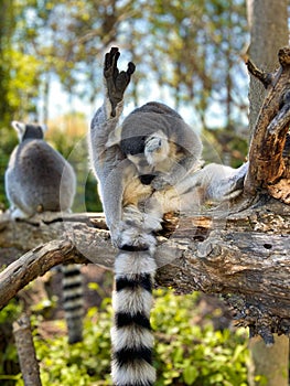 Vertical shot of cute ring-tailed lemurs playing on a tree in a park