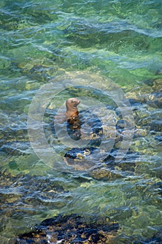 Vertical shot of a cute Sea lion & x28;Otariinae& x29; swimming in the blue waters of the ocean